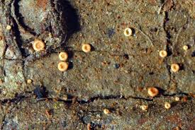 Attēlu rezultāti vaicājumam “Coenogonium pineti”