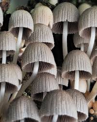 Attēlu rezultāti vaicājumam “Coprinus disseminatus”