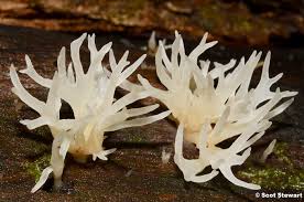 Attēlu rezultāti vaicājumam “Lentaria sp.”