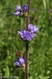 Attēlu rezultāti vaicājumam “Campanula cervicaria”