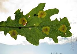 Attēlu rezultāti vaicājumam “Tischeria ekebladella”