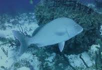 Image result for Haemulon album