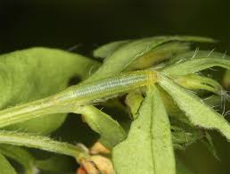 Attēlu rezultāti vaicājumam “Leptidea sinapis underside”