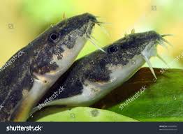 Attēlu rezultāti vaicājumam “Barbatula barbatula”