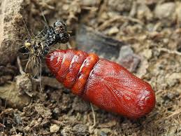 Attēlu rezultāti vaicājumam “Scardia boletella pupa”