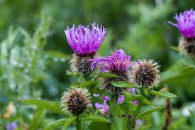 Attēlu rezultāti vaicājumam “Centaurea phrygia flower”
