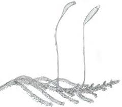 Attēlu rezultāti vaicājumam “Hygroamblystegium humile sporophyte”