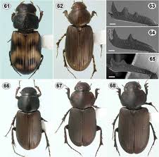 Attēlu rezultāti vaicājumam “Aphodius sp.”