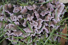 Attēlu rezultāti vaicājumam “Chondrostereum purpureum”