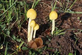 Attēlu rezultāti vaicājumam “Bolbitius vitellinus”