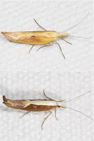 Attēlu rezultāti vaicājumam “Ypsolopha dentella”