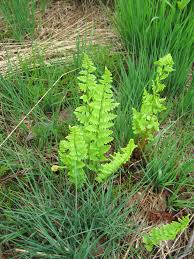 Attēlu rezultāti vaicājumam “Dryopteris cristata”