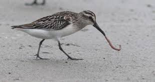 Attēlu rezultāti vaicājumam “Calidris falcinellus adult”