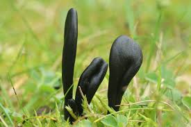 Attēlu rezultāti vaicājumam “Geoglossum sp.”