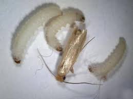 Attēlu rezultāti vaicājumam “Tischeria complanella larva”