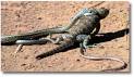 Striped Whipsnake DesertUSA