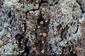 Attēlu rezultāti vaicājumam “Sclerophora coniophaea”