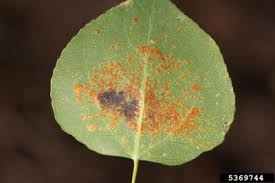 Attēlu rezultāti vaicājumam “Melampsora magnusiana”