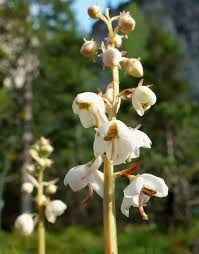 Attēlu rezultāti vaicājumam “Pyrola rotundifolia”