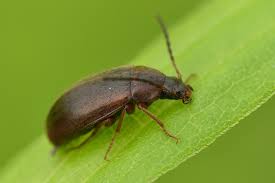 Attēlu rezultāti vaicājumam “Isomira murina”