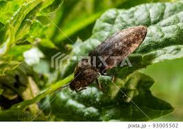 Attēlu rezultāti vaicājumam “Agrypnus murinus”