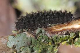 Attēlu rezultāti vaicājumam “Pelosia muscerda”