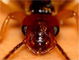 Attēlu rezultāti vaicājumam “Forficula auricularia male”