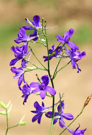 Attēlu rezultāti vaicājumam “Consolida regalis leaf”