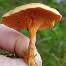 Attēlu rezultāti vaicājumam “Hygrophoropsis aurantiaca”