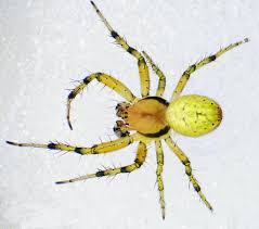 Attēlu rezultāti vaicājumam “Araniella male”