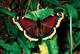 Attēlu rezultāti vaicājumam “Lepidoptera”
