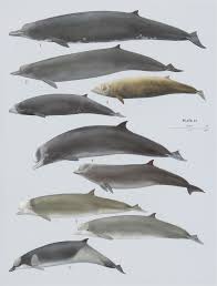 Image result for Hyperoodon ampullatus