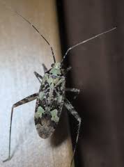 Attēlu rezultāti vaicājumam “Phytocoris tiliae”