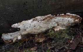 Attēlu rezultāti vaicājumam “Sarcoporia polyspora”