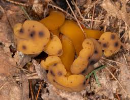 Attēlu rezultāti vaicājumam “Leotia lubrica”