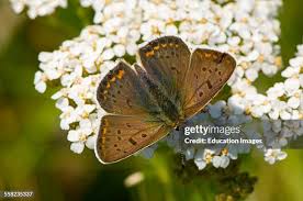 Attēlu rezultāti vaicājumam “Lycaena tityrus male”
