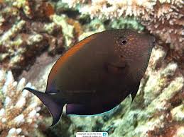 Image result for Acanthurus blochii