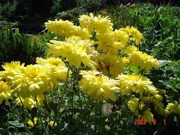 Image result for Tanacetum parthenium 'Tetraweiss'