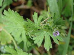 Attēlu rezultāti vaicājumam “Geranium pusillum leaf”