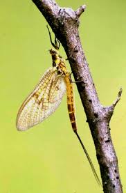 Attēlu rezultāti vaicājumam “Heptagenia sulphurea female”