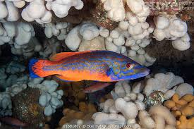 Image result for Labrus mixtus