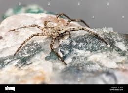 Attēlu rezultāti vaicājumam “Philodromus margaritatus”