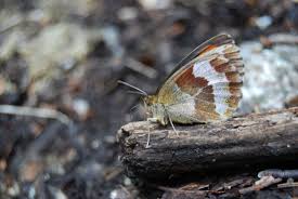 Attēlu rezultāti vaicājumam “Erebia aethiops upperside”
