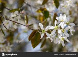 Attēlu rezultāti vaicājumam “Amelanchier spicata flower”