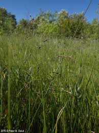 Attēlu rezultāti vaicājumam “Glyceria striata fruit”