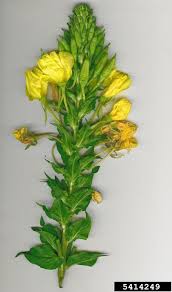 Image result for Oenothera biennis