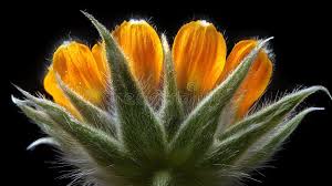 Attēlu rezultāti vaicājumam “Trollius europaeus bud”