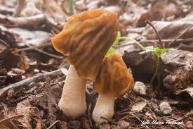 Attēlu rezultāti vaicājumam “Verpa bohemica”