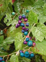 Attēlu rezultāti vaicājumam “Ampelopsis glandulosa var. brevipedunculata”