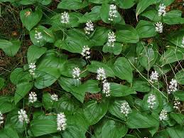 Attēlu rezultāti vaicājumam “Maianthemum bifolium”